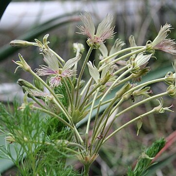 Pelargonium bowkeri unspecified picture