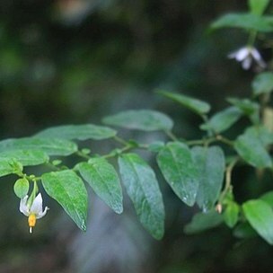 Solanum sodiroi unspecified picture