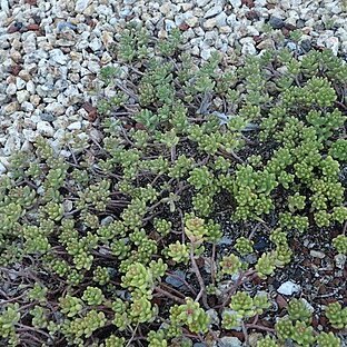 Sedum gypsicola unspecified picture