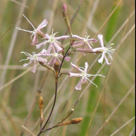 Silene sennenii unspecified picture