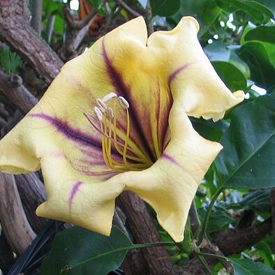 Solandra unspecified picture