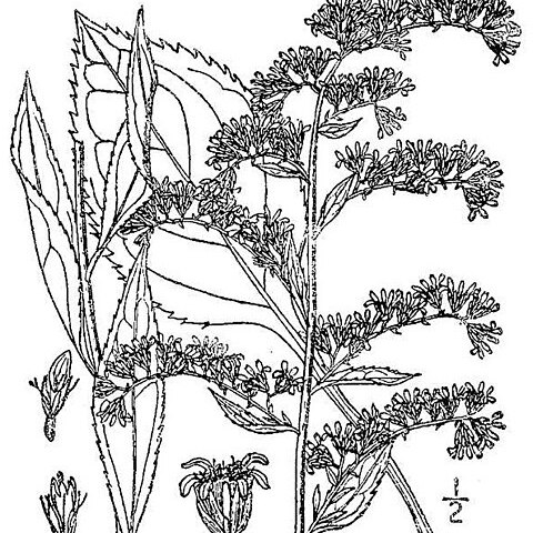 Solidago arguta unspecified picture