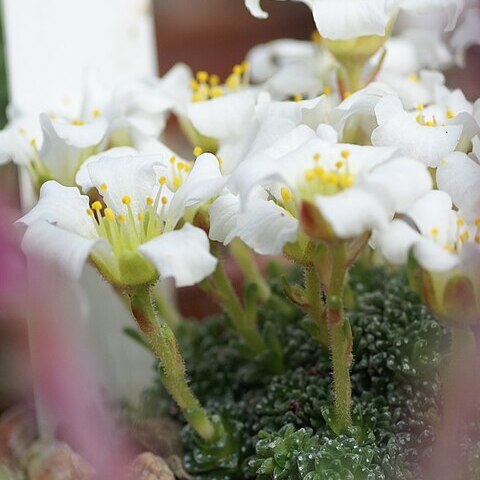 Saxifraga ramsarica unspecified picture