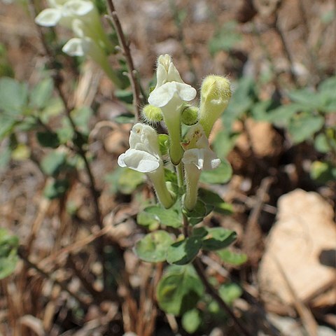 Scutellaria hirta unspecified picture