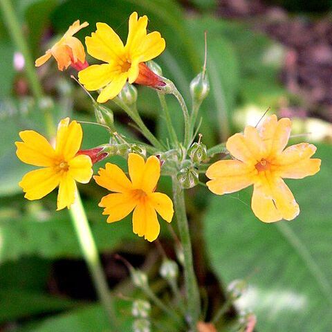 Primula prolifera unspecified picture