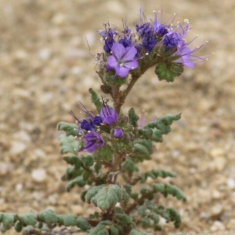 Phacelia formosula unspecified picture