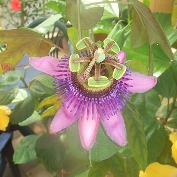 Passiflora picturata unspecified picture