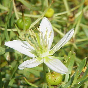 Nitrariaceae unspecified picture