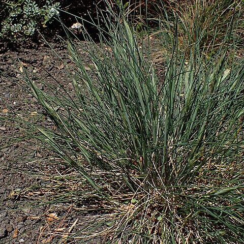 Poa chathamica unspecified picture