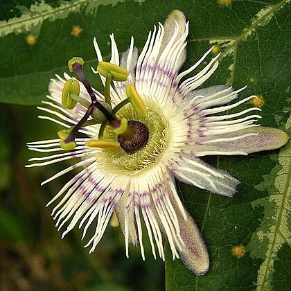 Passiflora unspecified picture