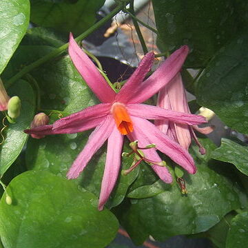 Passiflora tulae unspecified picture