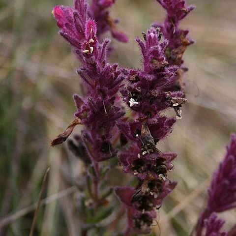 Neobartsia unspecified picture