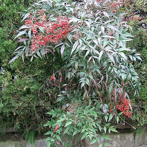 Nandina unspecified picture