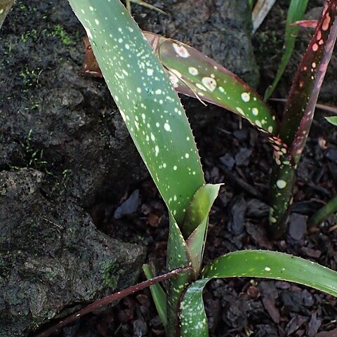 Neoregelia chlorosticta unspecified picture