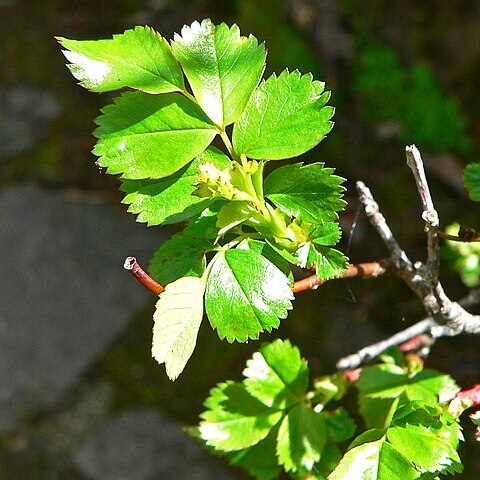 Rosa pisocarpa unspecified picture