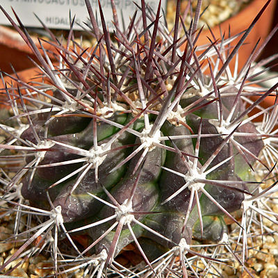 Ferocactus lindsayi unspecified picture