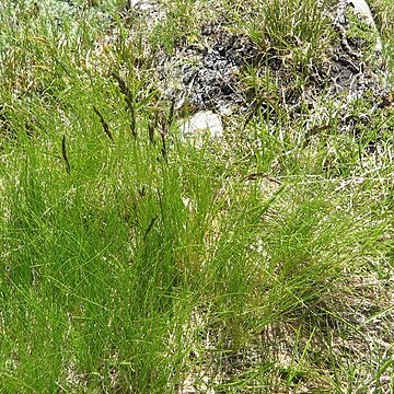 Festuca violacea unspecified picture