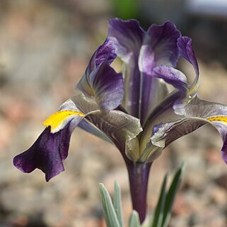 Iris galatica unspecified picture