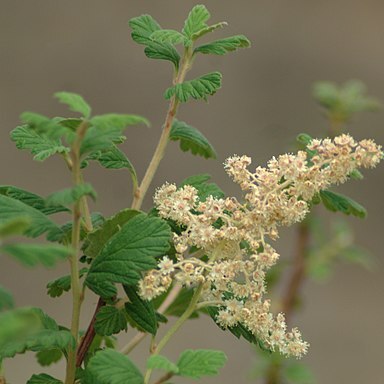 Holodiscus dumosus unspecified picture