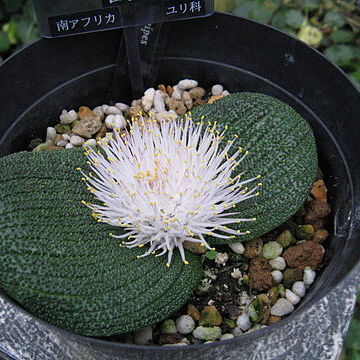 Massonia longipes unspecified picture