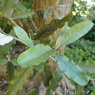 Olearia albida unspecified picture