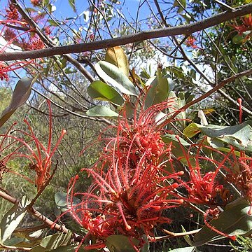 Grevillea decora unspecified picture