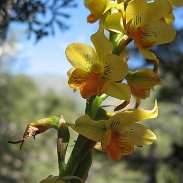 Gavilea odoratissima unspecified picture