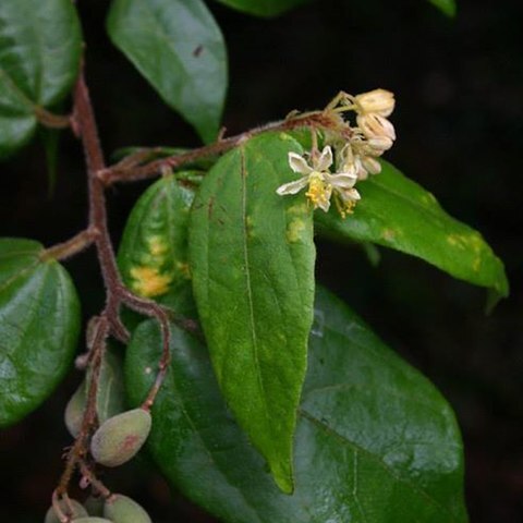 Grewia transzambesica unspecified picture