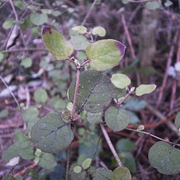 Coprosma rotundifolia unspecified picture