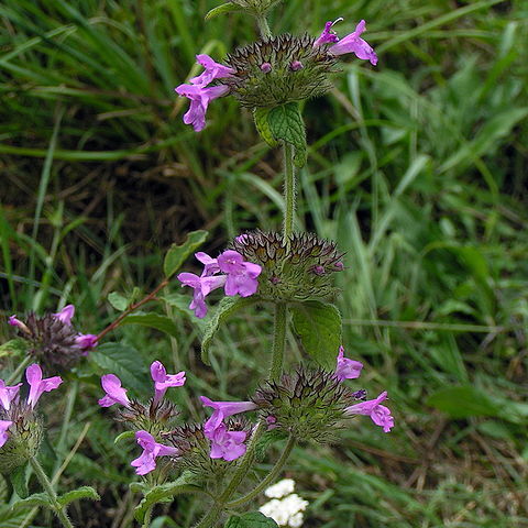 Clinopodium unspecified picture