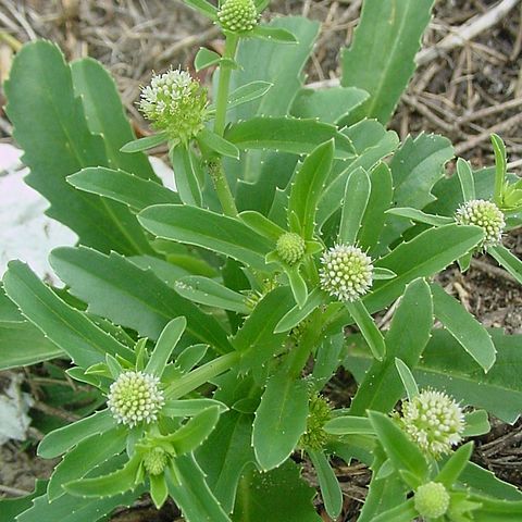 Calyceraceae unspecified picture