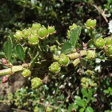 Ceanothus masonii unspecified picture