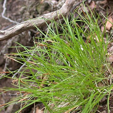 Carex grallatoria unspecified picture