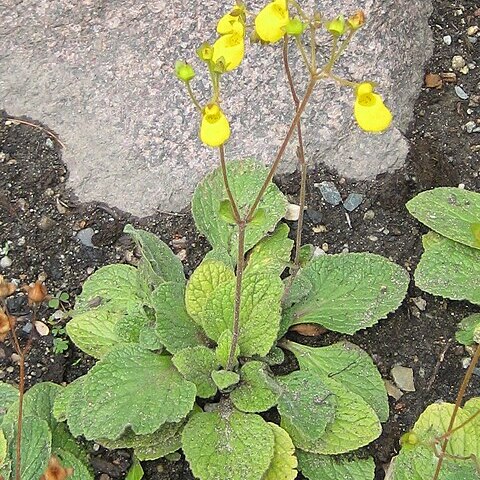 Calceolaria andina unspecified picture