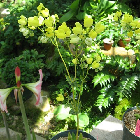 Calceolaria glandulosa unspecified picture