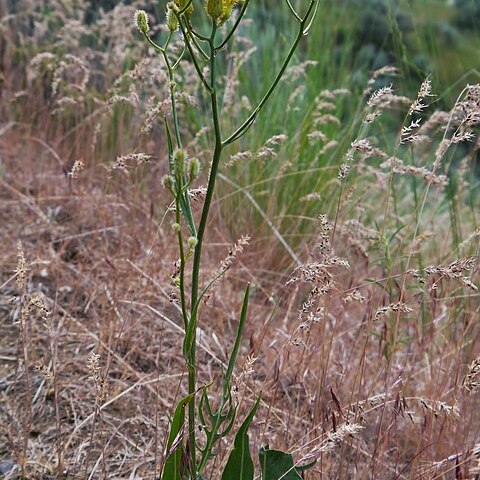 Crepis barbigera unspecified picture