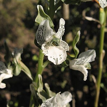 Chloraea galeata unspecified picture