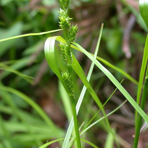 Carex gibba unspecified picture