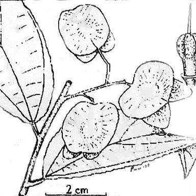 Colona evecta unspecified picture