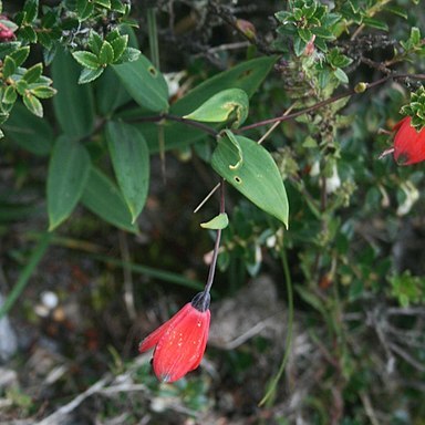 Bomarea pauciflora unspecified picture