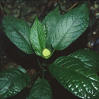 Dorstenia choconiana unspecified picture