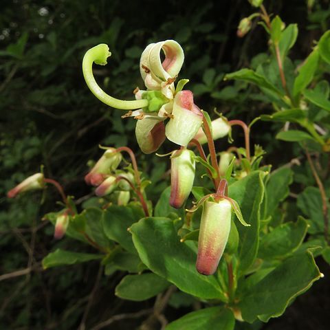 Elliottia bracteata unspecified picture