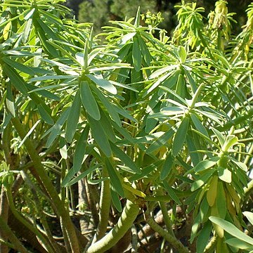 Euphorbia anachoreta unspecified picture