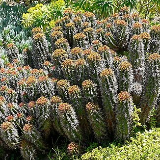 Euphorbia horrida unspecified picture