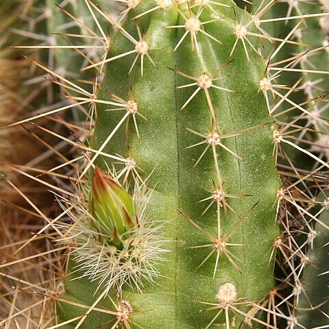 Echinocereus parkeri unspecified picture