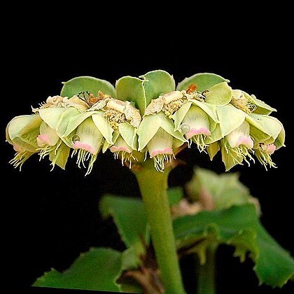 Euphorbia biselegans unspecified picture