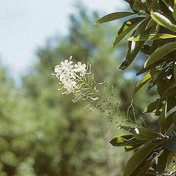 Elliottia racemosa unspecified picture