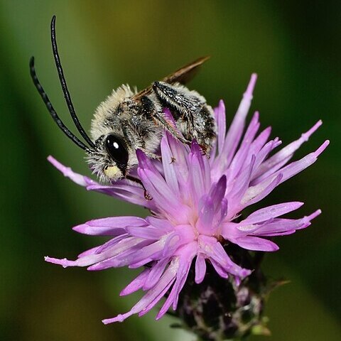 Carduus argentatus unspecified picture