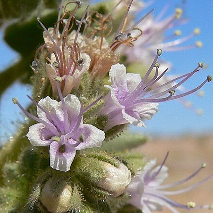 Phacelia palmeri unspecified picture