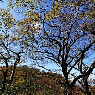 Fagus hayatae unspecified picture